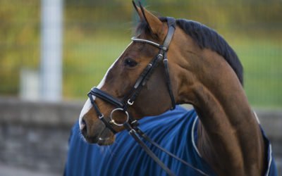 Tarjoa valmistujaislahjana unohtumattomia hetkiä Horse Show’ssa!
