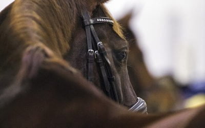 Äidille mahtava lippulahja Horse Show’hun