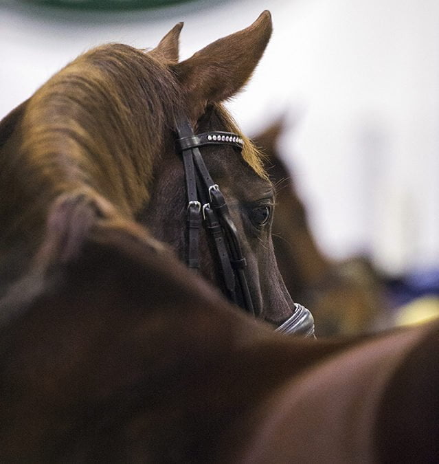 Äidille mahtava lippulahja Horse Show’hun