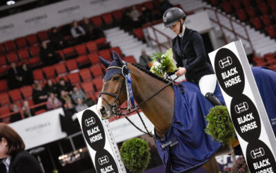 Black Horse Nuoret hevoset – vuoden 2023 paras nuori hevonen on D. Chacco’s Dominator Z