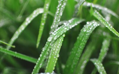 Red Events Restaurants Jumps Green!