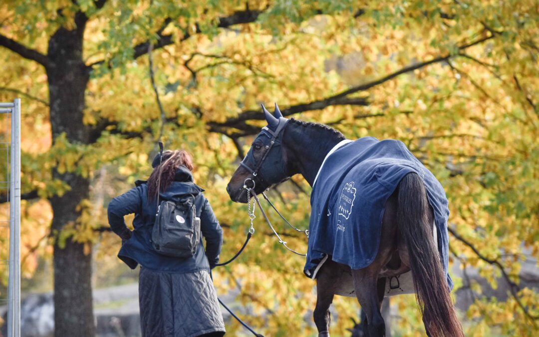 Ainutlaatuinen etu lipun ostaville yhteistyössä Hevosurheilun kanssa